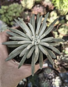 SENECIO SCAPOSUS POTE 9