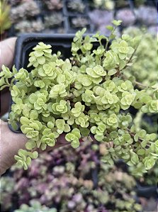 SEDUM BARBA DE MOISÉS POTE 7