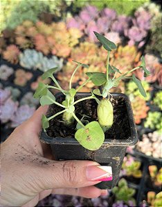 SENECIO ARTICULATUS POTE 7