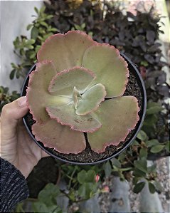 E. PEARL (DA CARANCULAS ) POTE 15
