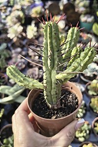 EUPHORBIA ENOPLA POTE 9
