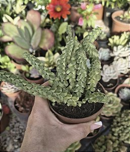 PEPEROMIA COLUMELLA POTE 9