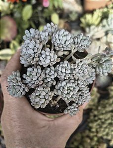GRAP. PACHYPHYLLUM BLUE BEAN POTE