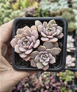 E. SUPER PRIMAVERA POTE 7