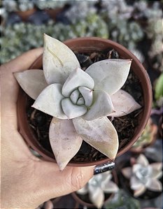 COLORATA MEXICAN GIANT POTE 9