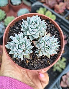 E. BLUE STAR POTE 9