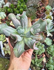 E.CULIBRA POTE 11