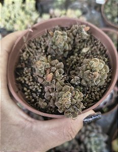 ANACAMPSEROS BAESECKEI POTE 9
