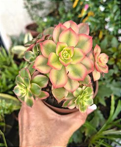 AEONIUM KIWI POTE 9
