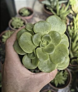 AEONIUM LILI PAD POTE 9