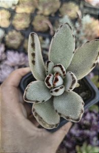 KALANCHOE TOMENTOSA POTE 7