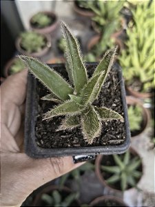 CYANOTIS SOMALIENSIS POTE 7