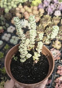 CRASSULA MARNERIANA VARIEGATA POTE 9