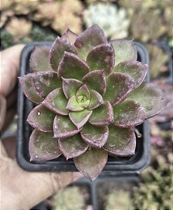 E. SANGUÍNEA POTE 7