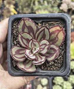 E. NODULOSA PAINTED BEAUTY POTE 7