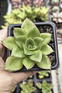 E.SEITEN BOTAN POTE 7