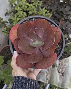 E. CHOCOLATE RUFLES POTE 15