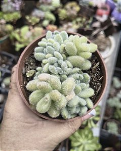 SEDUM HINTONINN POTE 9