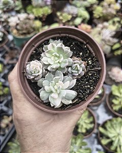 E. SIGRID VARIEGATA POTE 9