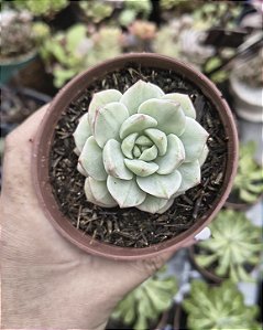 SEDUM SIGRID PUDGY VARIEGATA POTE 9