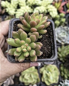 SEDUM ORANGE DREAMS POTE 7