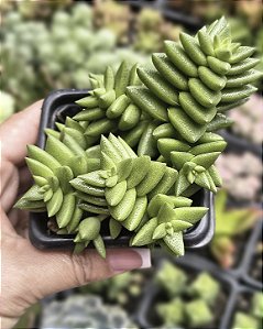 CRASSULA ARGENTINA POTE 7