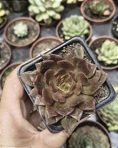 E. BLACK PRINCE POTE 7