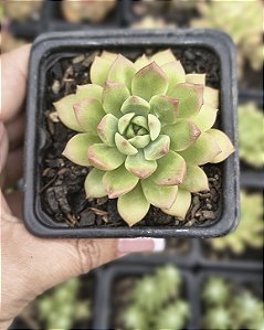SEDUM MAIALEN POTE 7