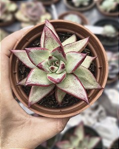 AGAV. ELECTRA POTE 9