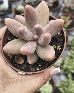 PACHYPHYTUM GUANGZHOU POTE 9
