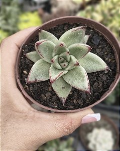 E. EBONY PINK POTE 9