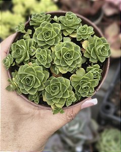 GRENOVIA ÁUREA DODRENTALIS POTE 9