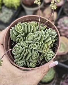 CRASSULA SUSANNAE POTE 9