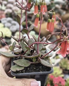 KALANCHOE MANGINII ( SINOS DE PRATA ) POTE 7