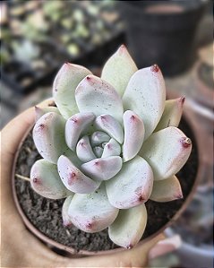 E. COLORATA TAPALPA POTE 9