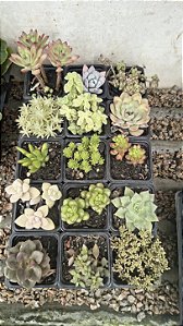 KIT Nº 1 COM 15 SUCULENTAS POTE 7