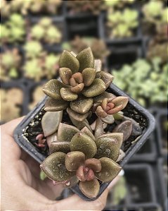 LENOPETALUM CHOCOLATE POTE 7