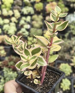 CRASSULA SARMENTOSA VARIEGATA POTE 7