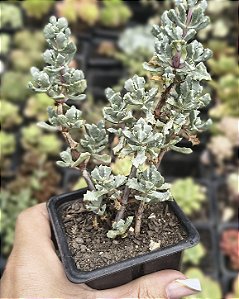 OSCULARIA DELTÓIDES POTE 7