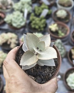 KALANCHOE BRACTEATA ( COLHER DE PRATA ) POTE 9