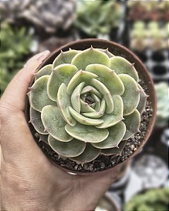E. OSLOW SUGAR HEARTS POTE 9