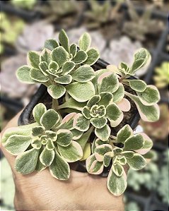AEONIUM DOMESTICUM VARIEGATA POTE 7