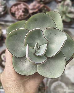 E. RUBROMARGINATA POTE 11
