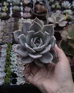 E. LULU POTE 9