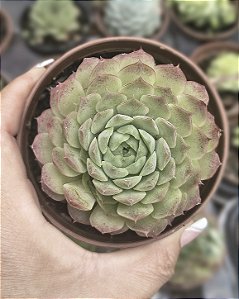 E. RED ROLLY POTE 9