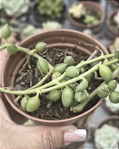 COLAR DE MELANCIA POTE 9
