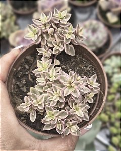 CRASSULA VOLKENSI VARIEGATA POTE 9