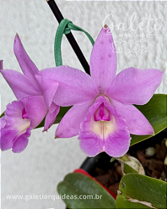 Cattleya Aurora's Walkaori