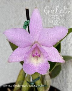 Cattleya Aurora's Walkaori