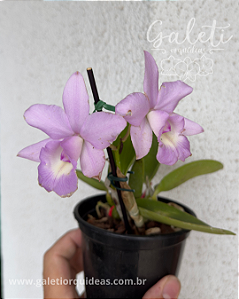 Cattleya Aurora's Walkaori